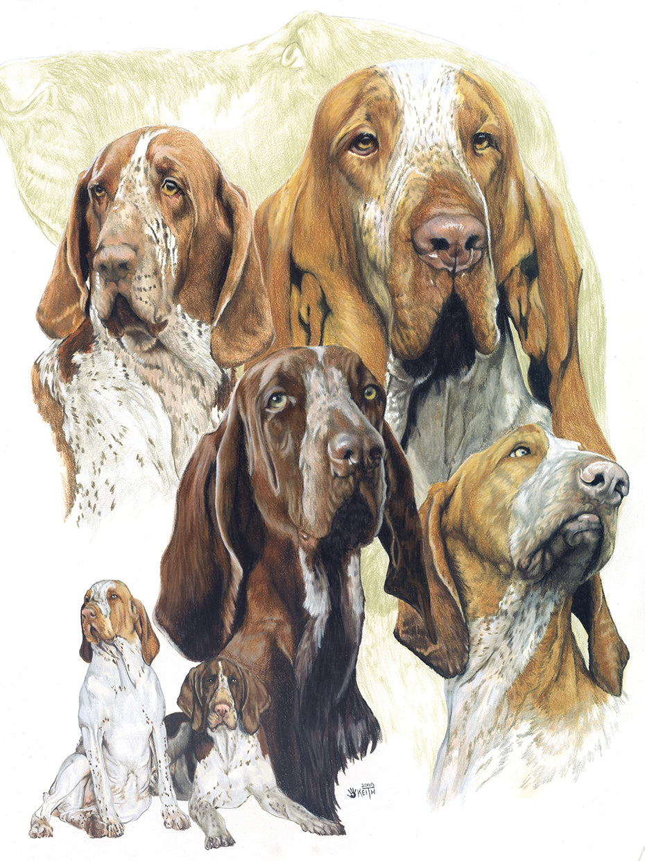 Bracco Italiano Hound