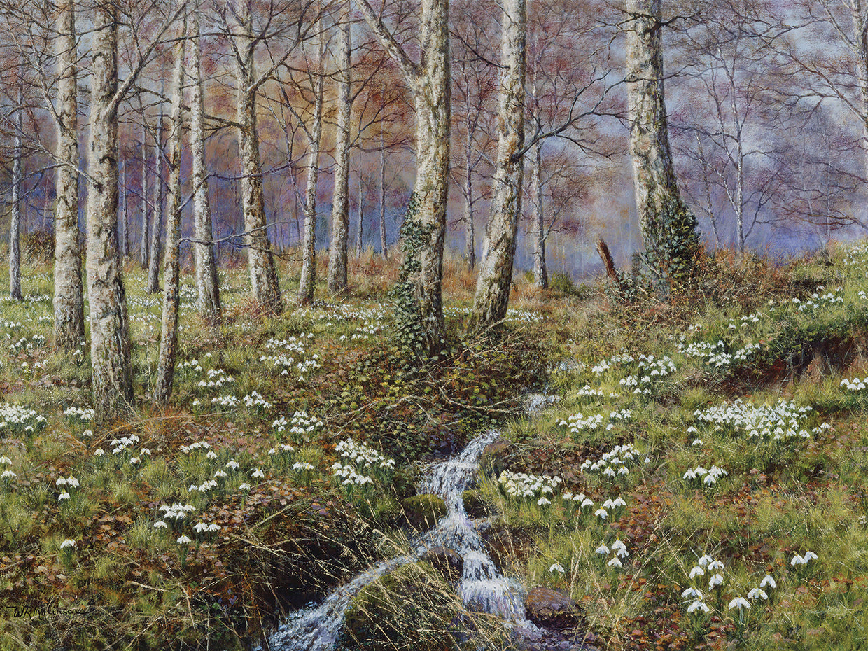 Snowdrop Dell