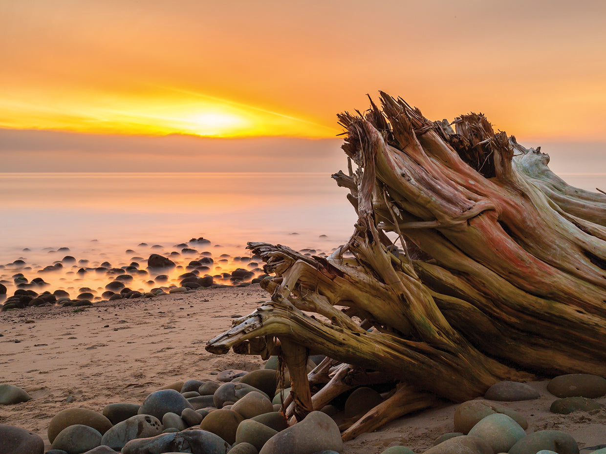 Driftwood Sunset