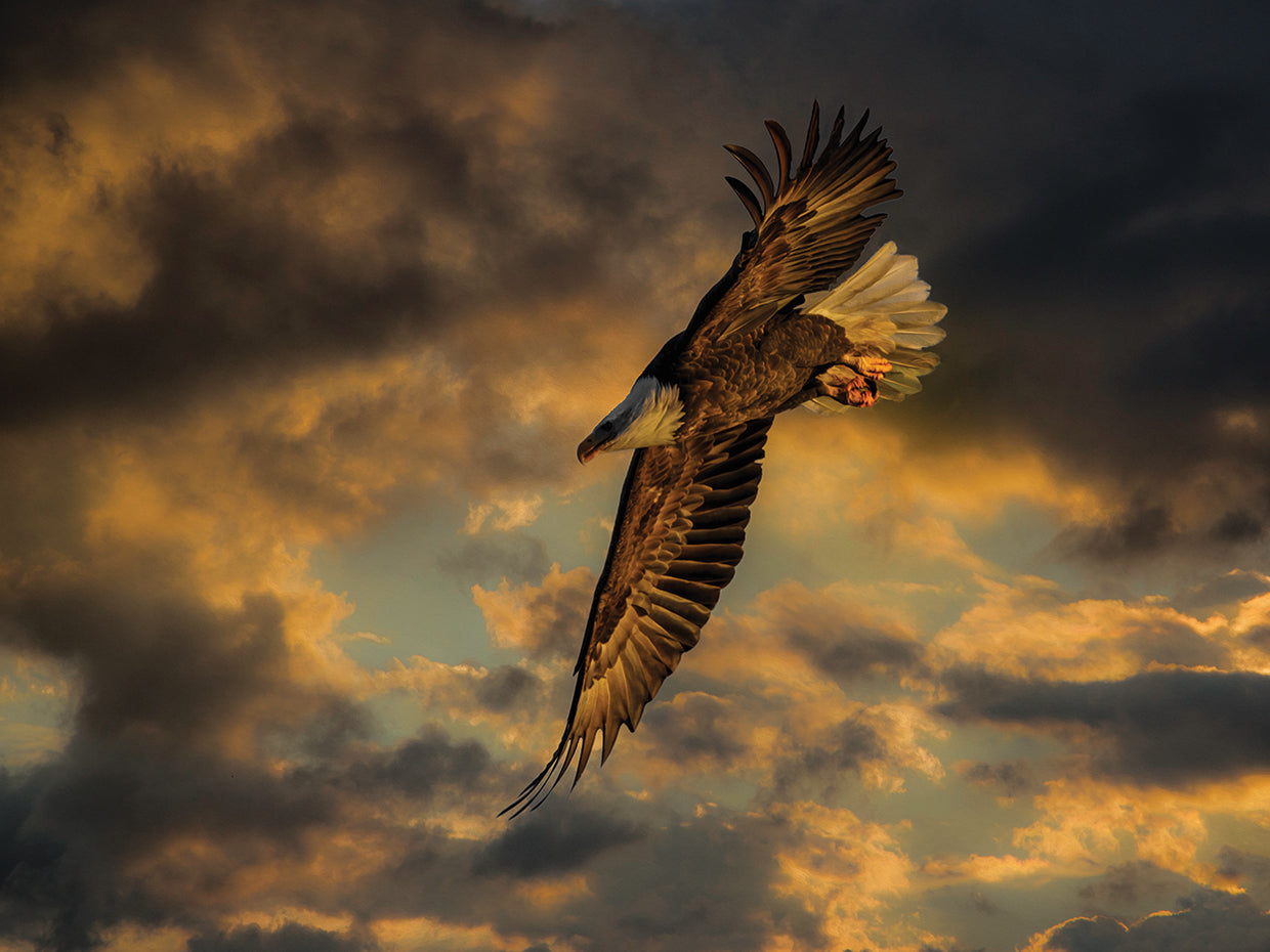 Bald Eagle at Sunset