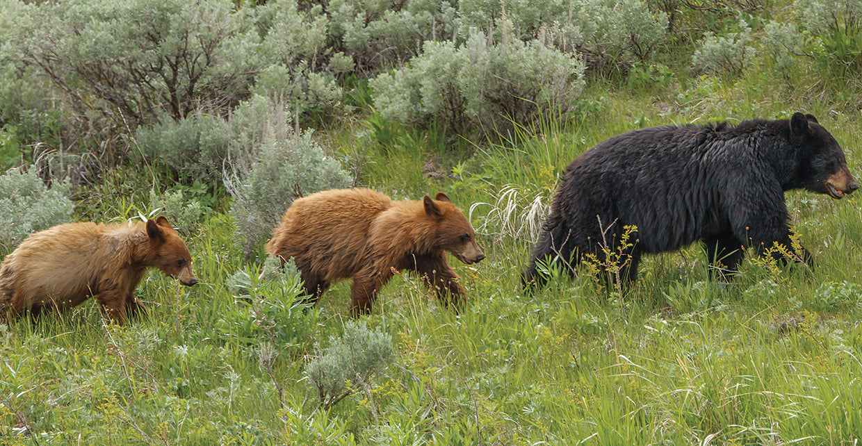 Sow and Cubs Walking