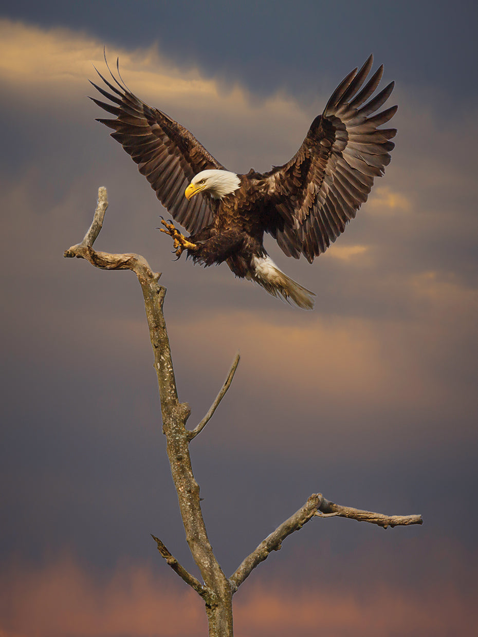 Eagle Landing on Branch