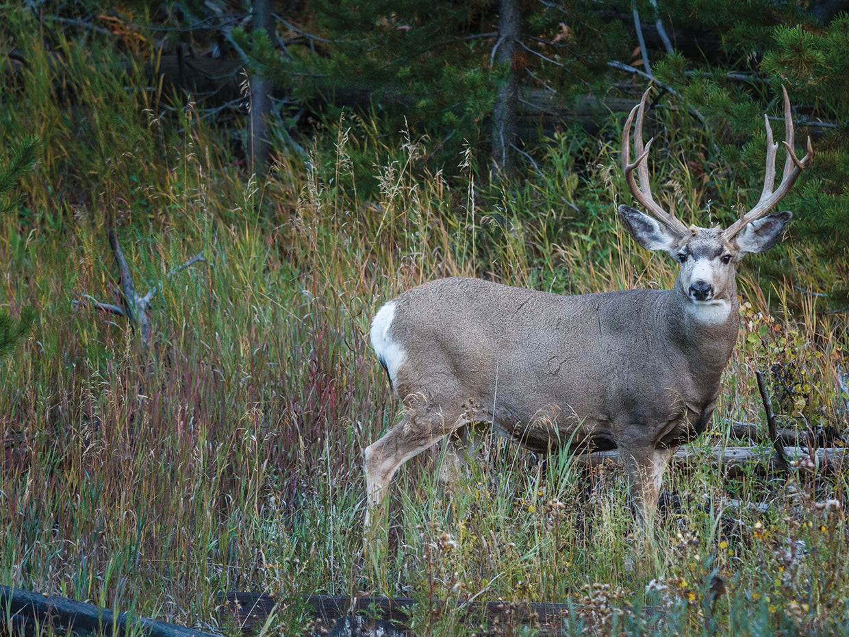 Mule Deer Buck