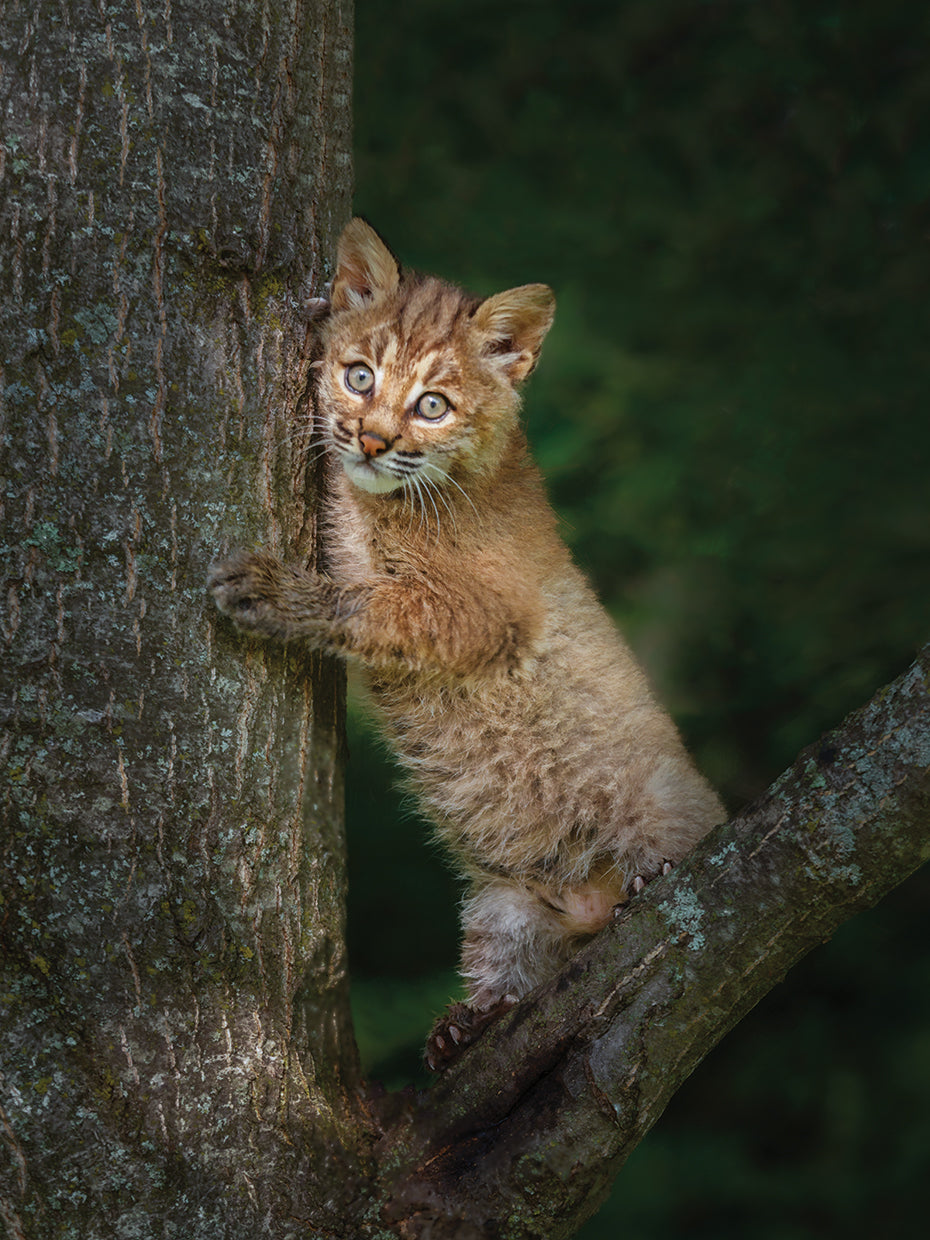 Bobcat Kitten Poses Against Tree Trunk