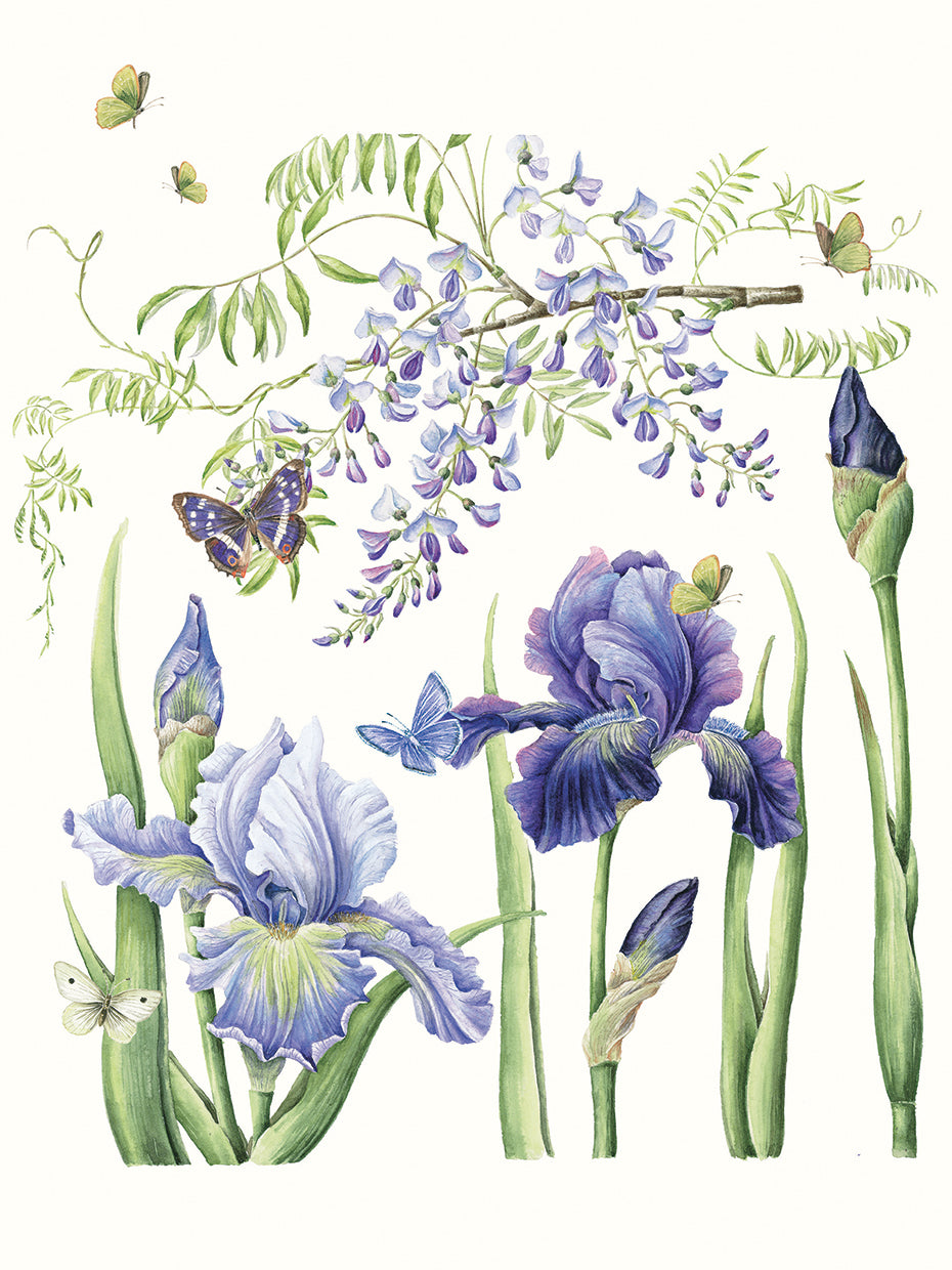 Iris & Wisteria