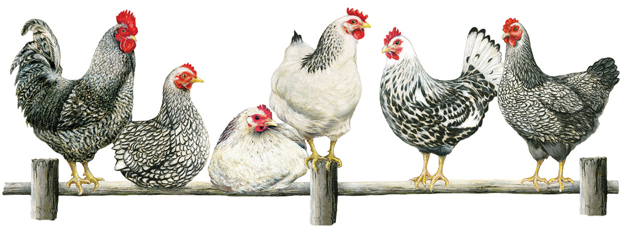 Hens, White Background