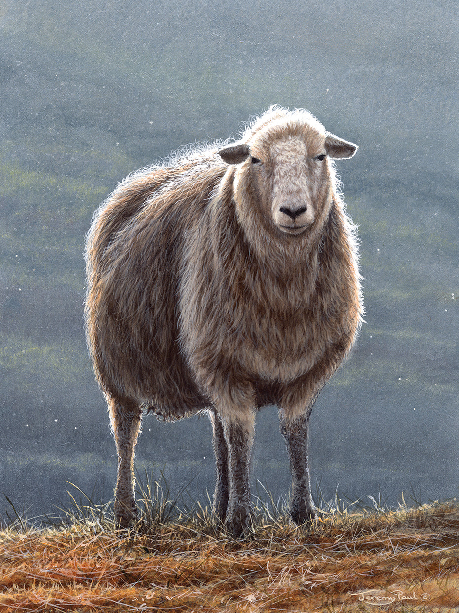 Herdwick Sheep