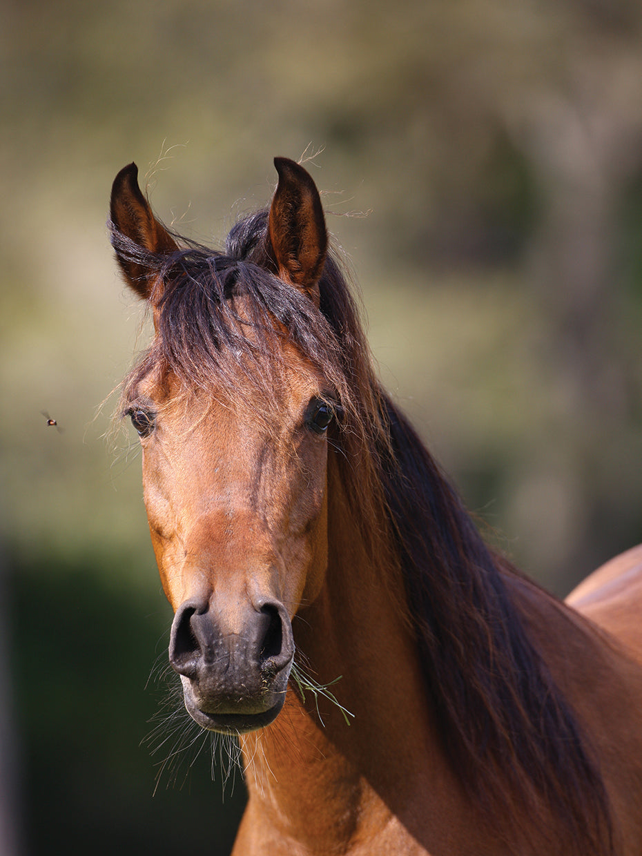 Ploomwood Arabians # 38