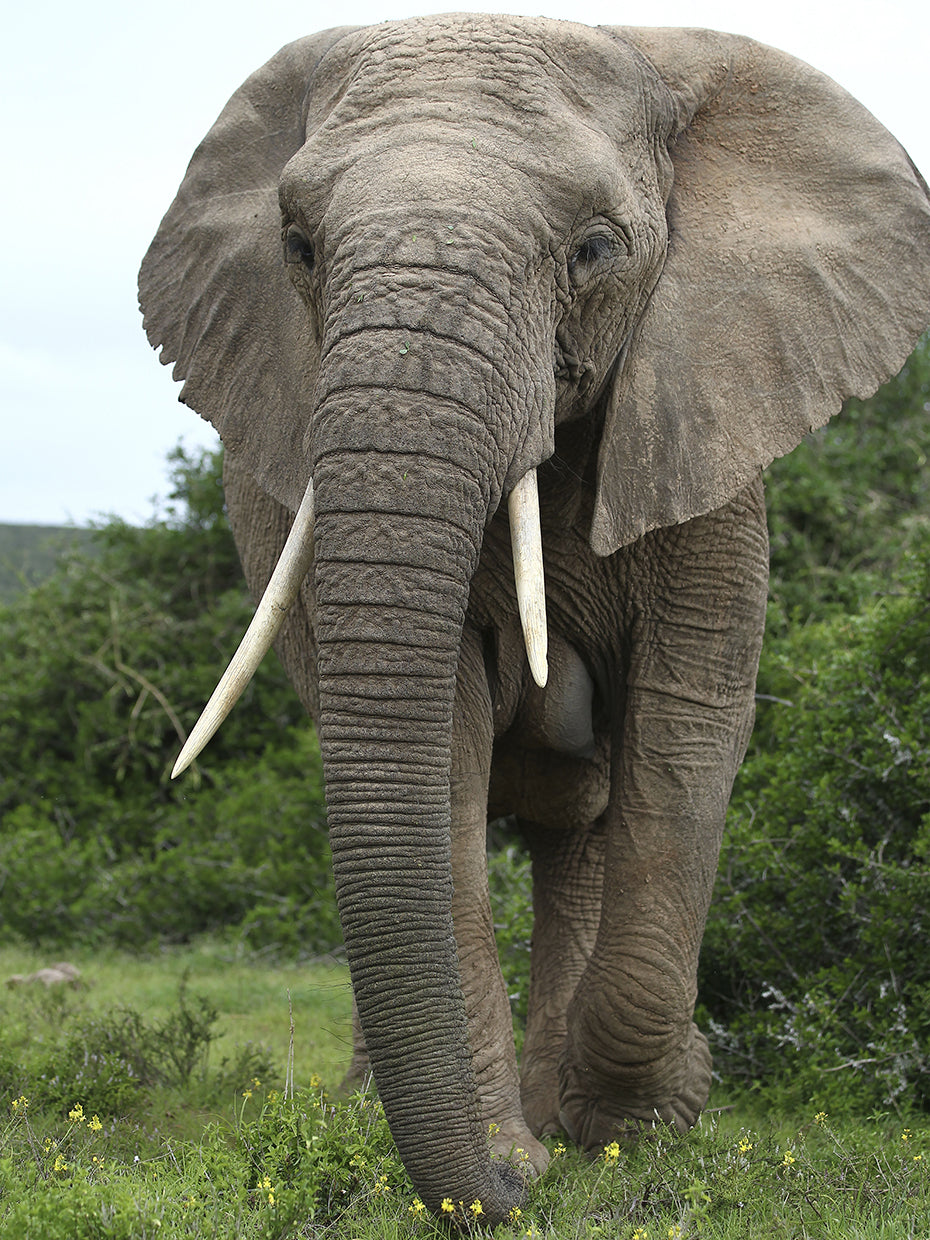 African Elephants 140