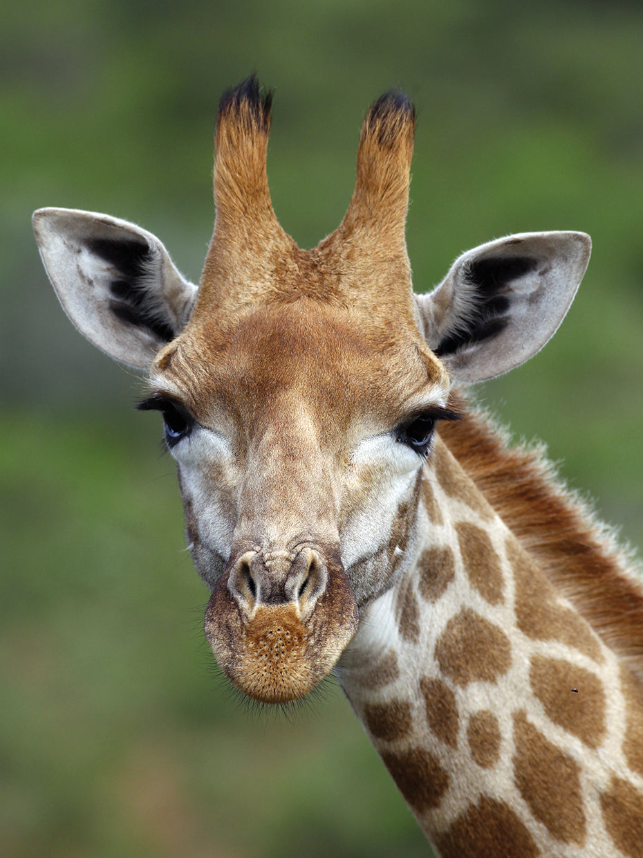 African Giraffes # 2