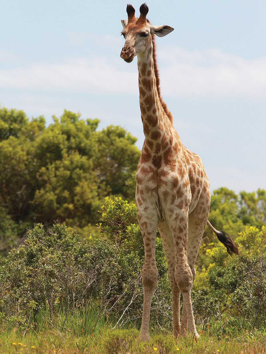 African Giraffes # 26