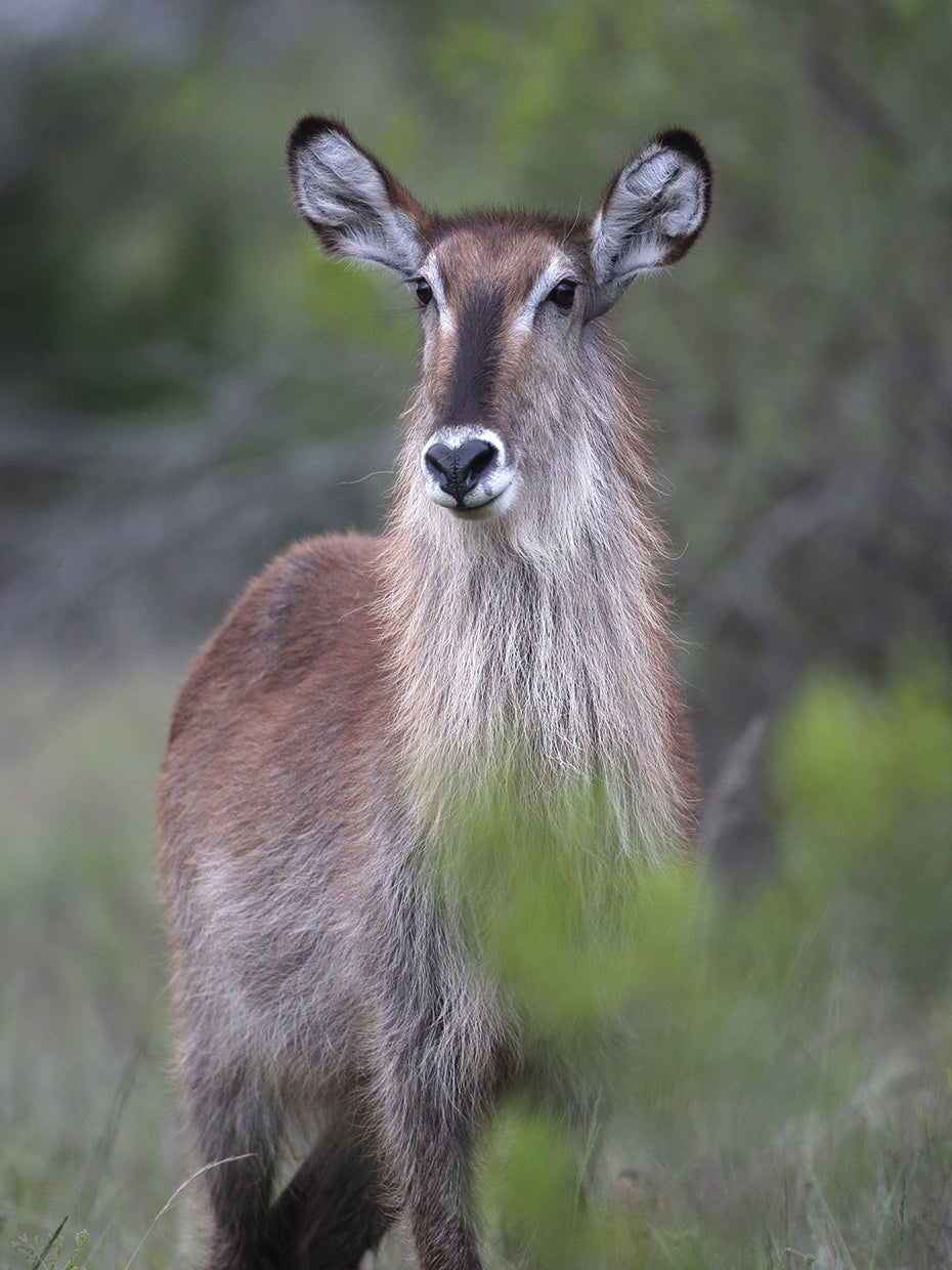 African Waterbuck # 3