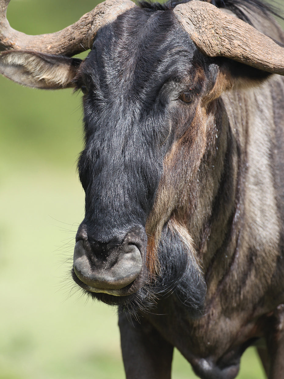 African Wildebeest # 2