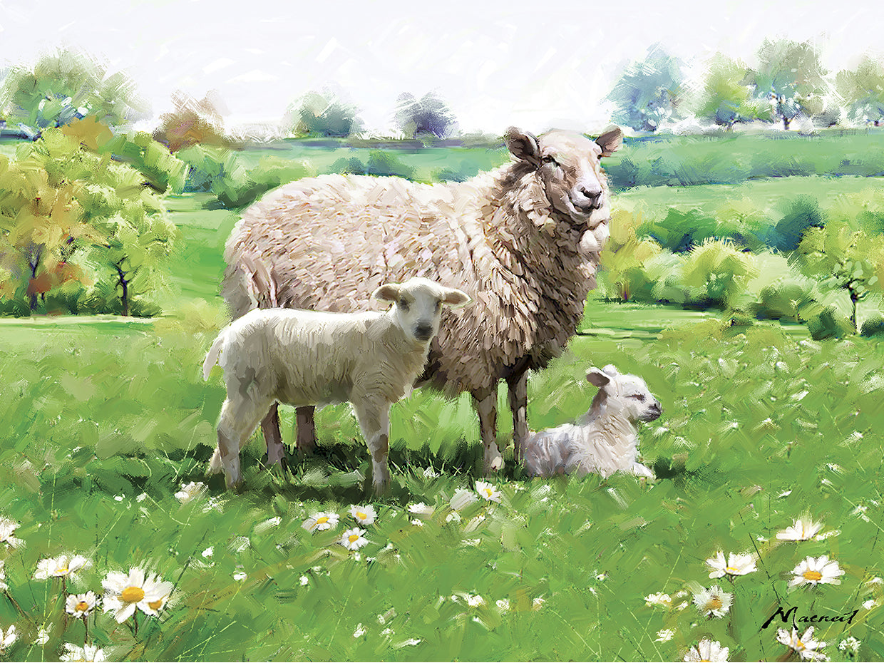 Sheep And Lamb