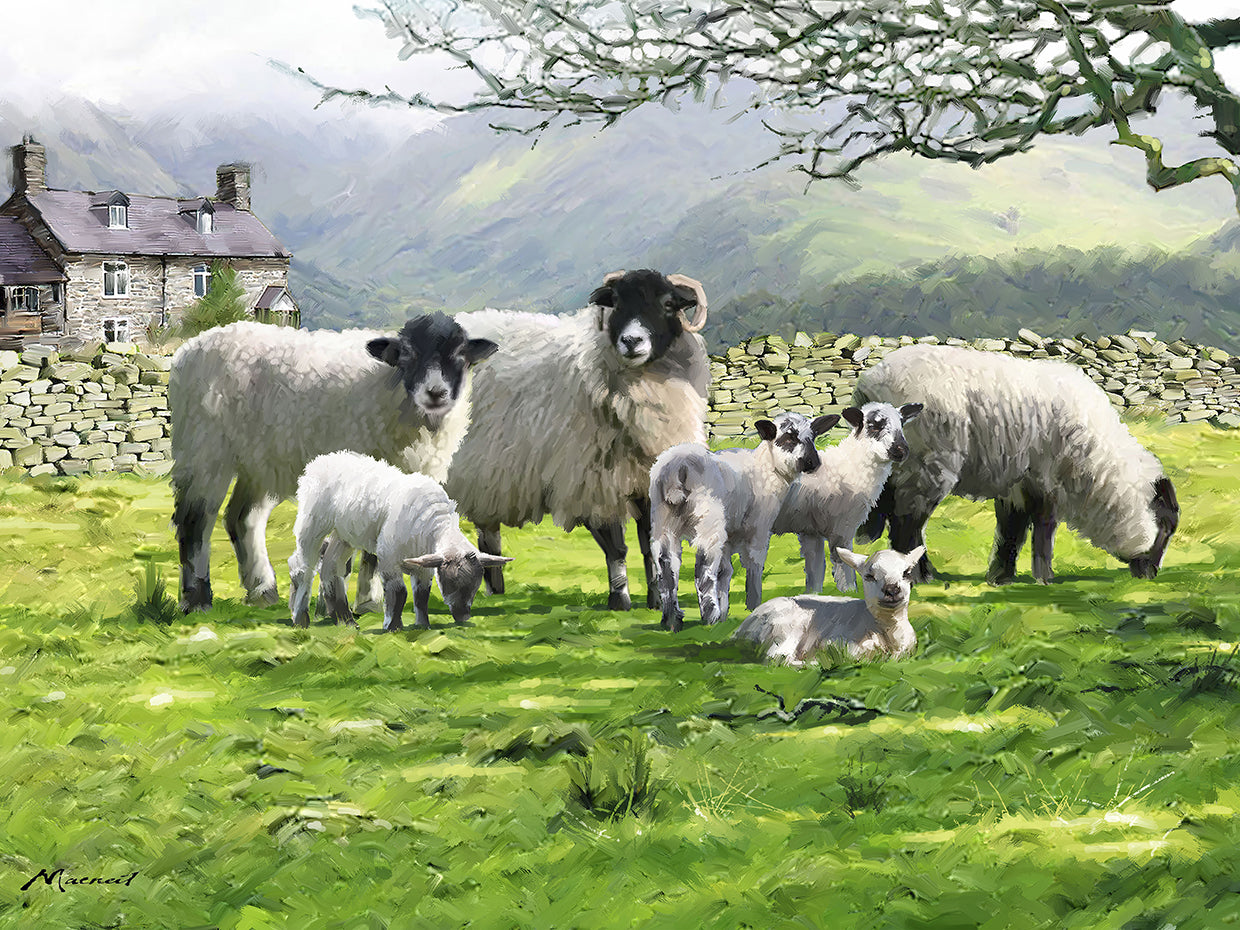 Black Mountain Sheep Landscape