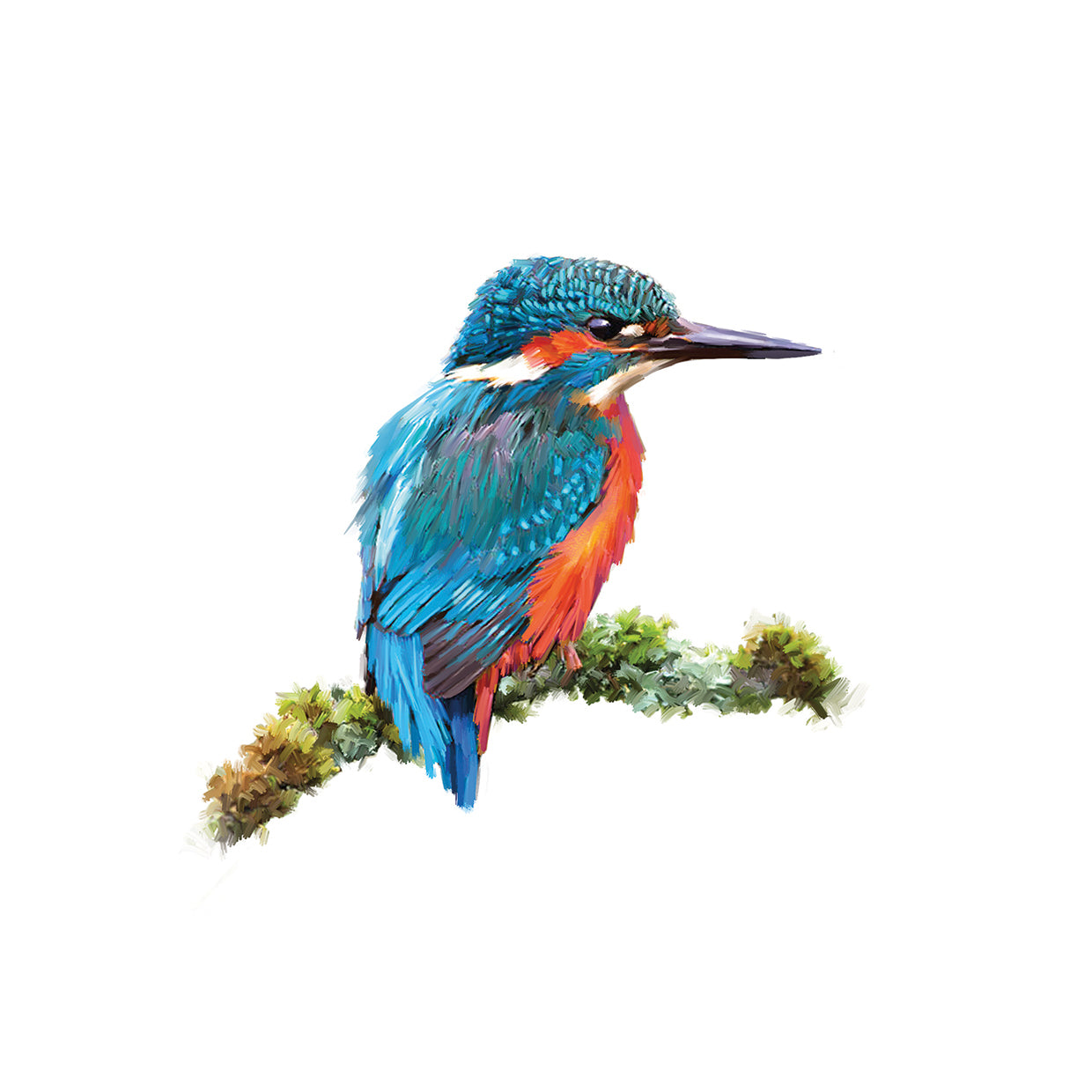 Kingfisher 1