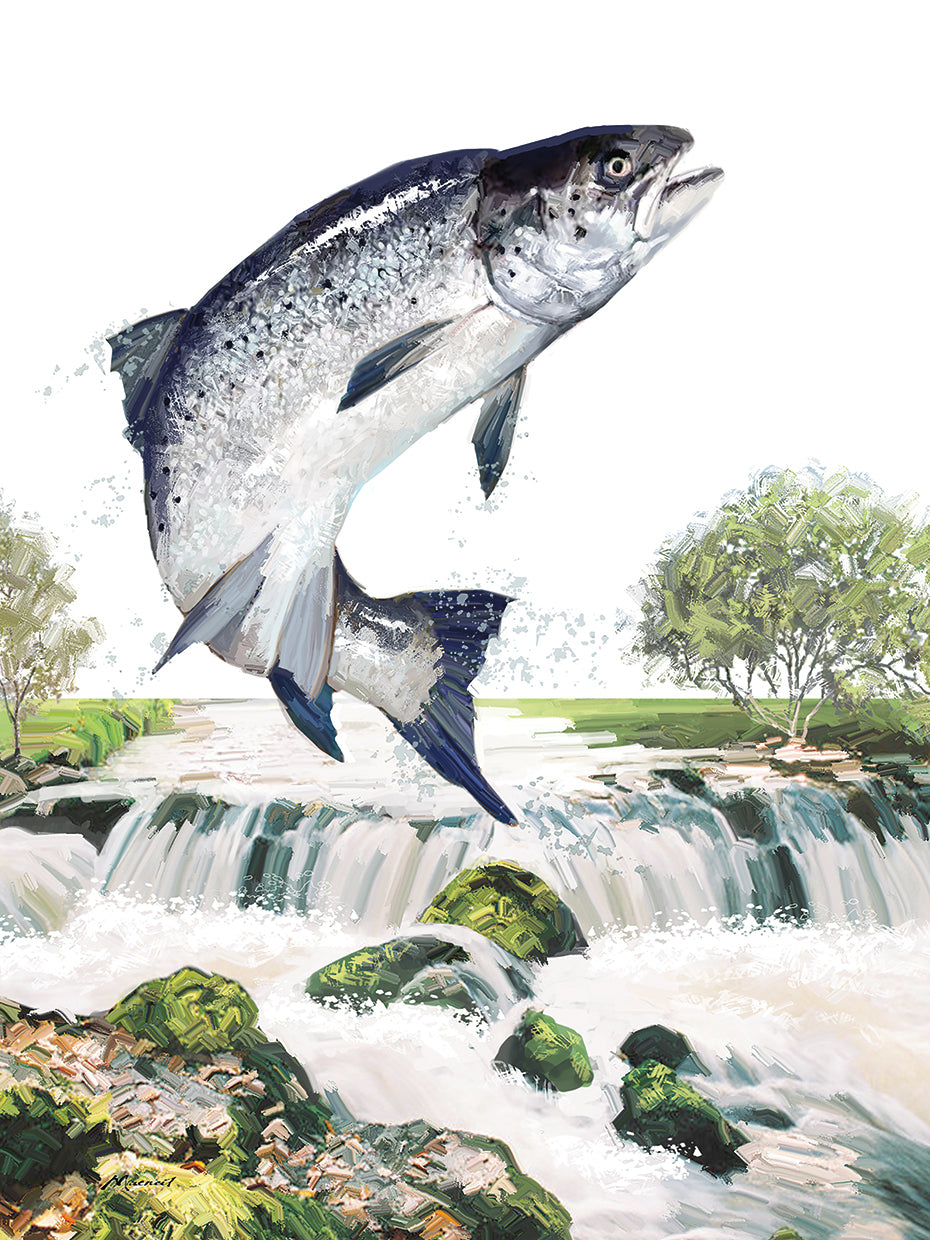 Leaping Salmon handcrafted art work on canvas or framed canvas prints by The Macneil Studio