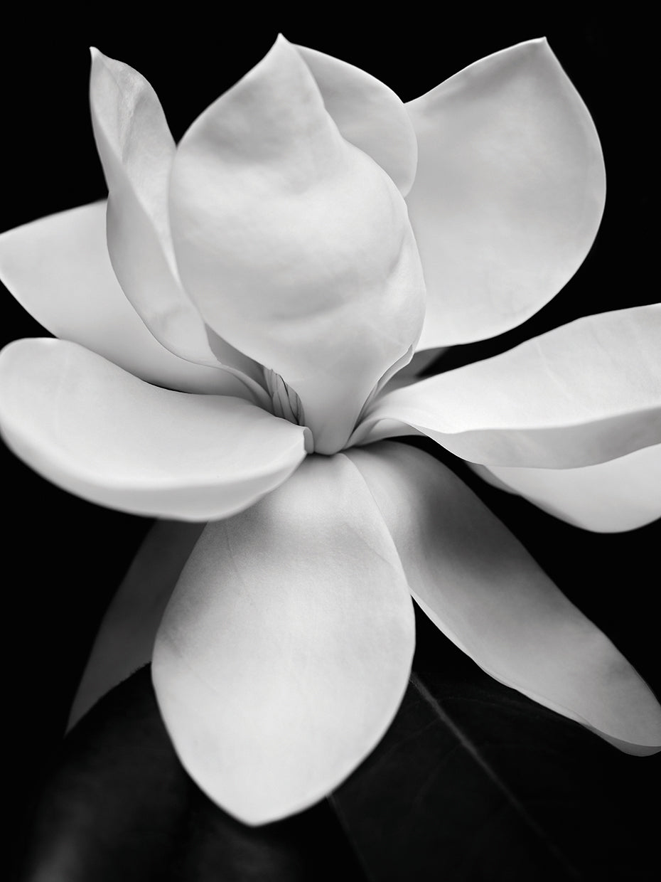 Magnolia