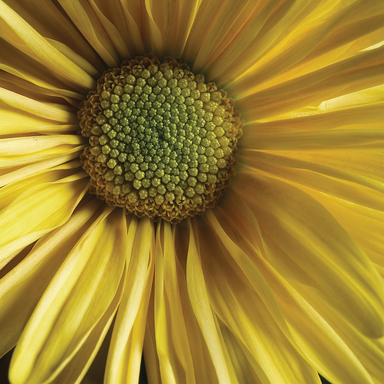 Yellow Flower Photography 2