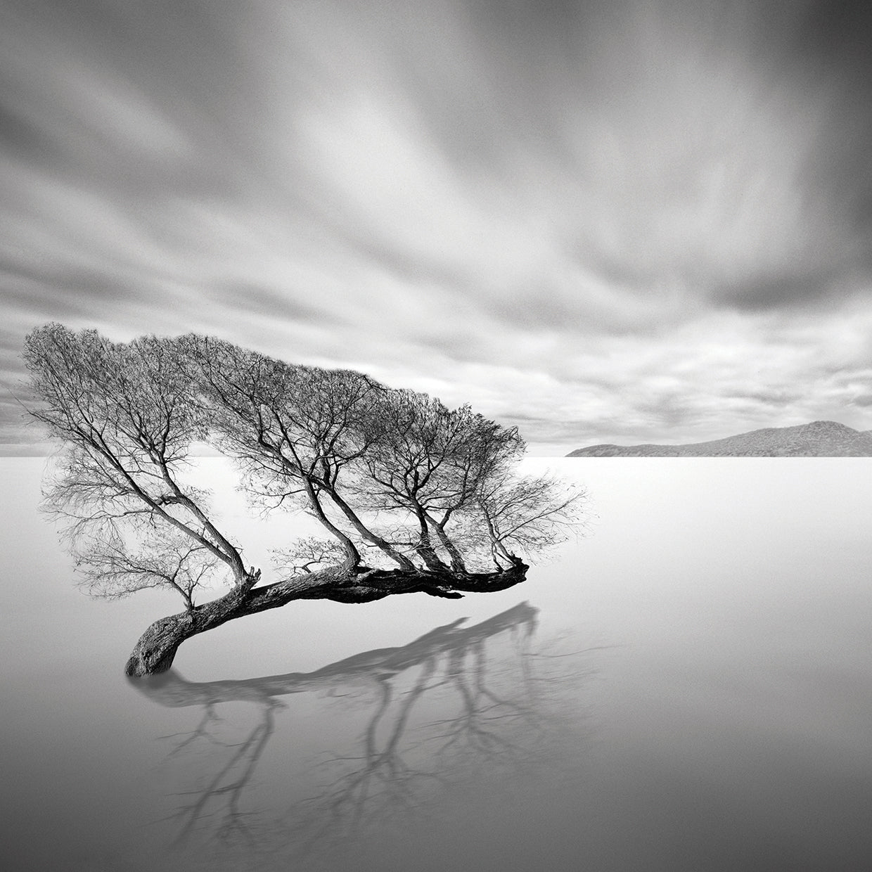 Water Tree VII handcrafted art work on canvas or framed canvas prints by Moises Levy