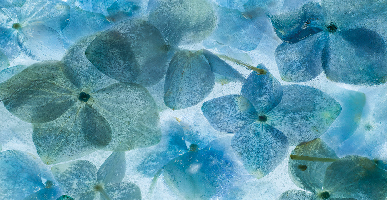 Flores en Hielo II handcrafted art work on canvas or framed canvas prints by Moises Levy