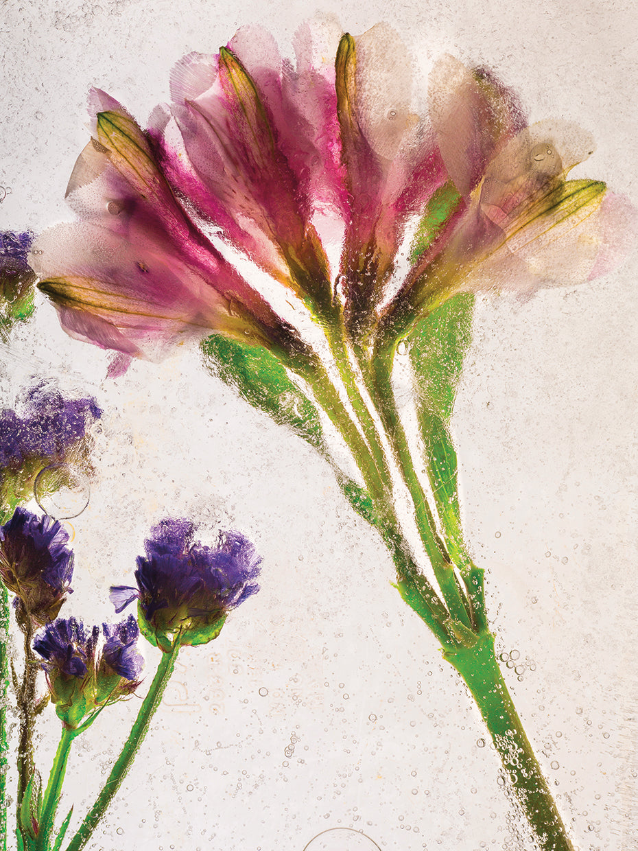 Flores en Hielo V handcrafted art work on canvas or framed canvas prints by Moises Levy
