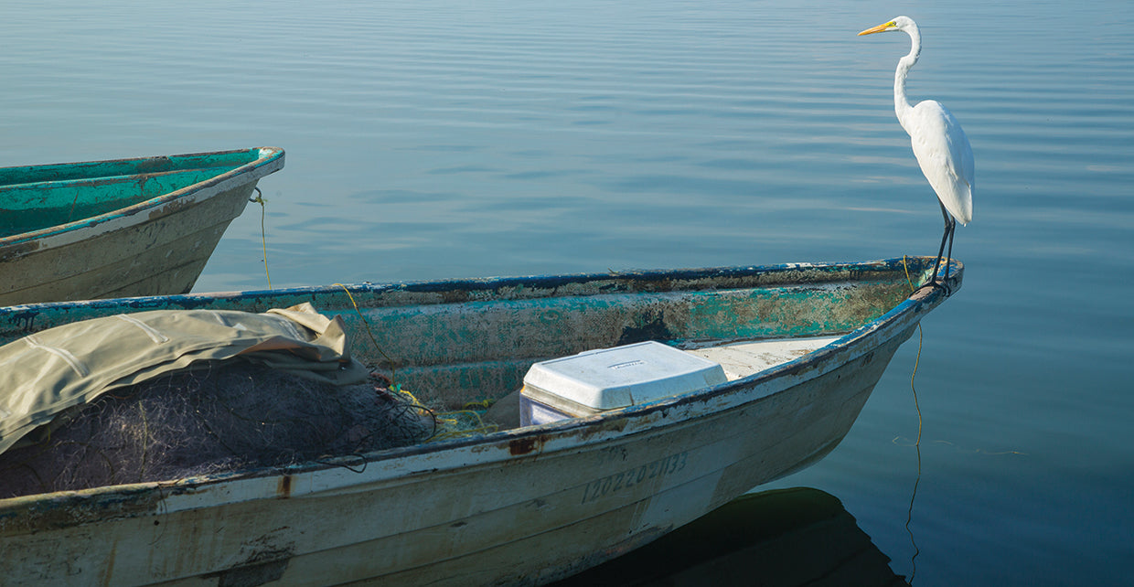 Garzas 5 handcrafted art work on canvas or framed canvas prints by Moises Levy