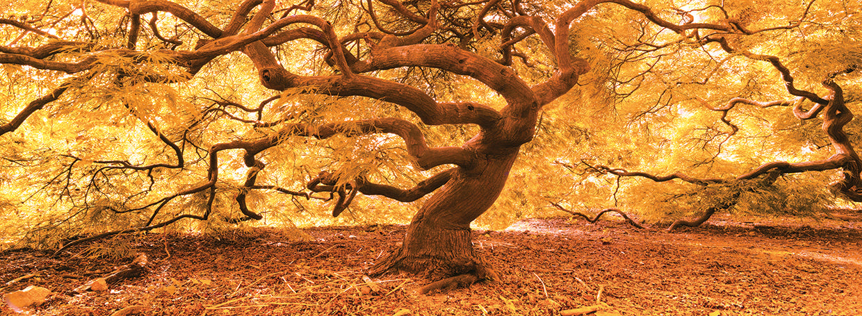 Japanese Maple 2 handcrafted art work on canvas or framed canvas prints by Moises Levy