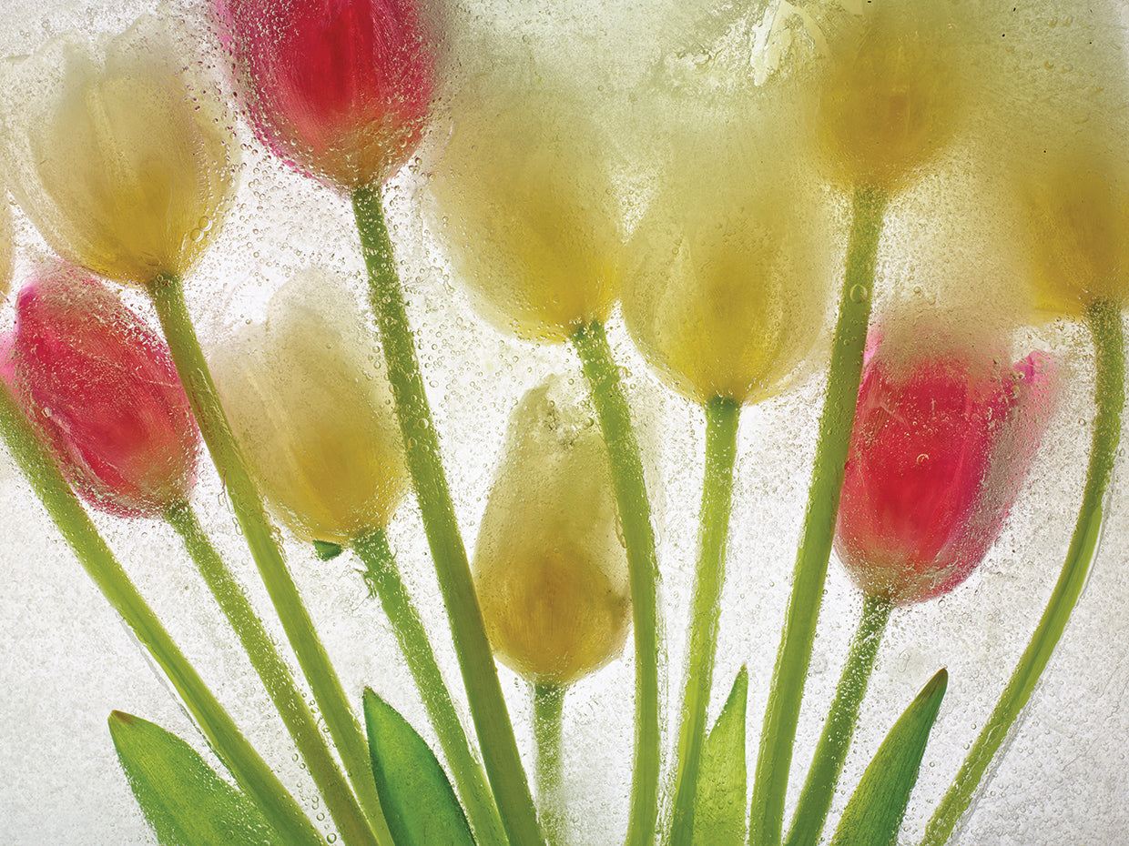 Flores Congeladas # 7 handcrafted art work on canvas or framed canvas prints by Moises Levy