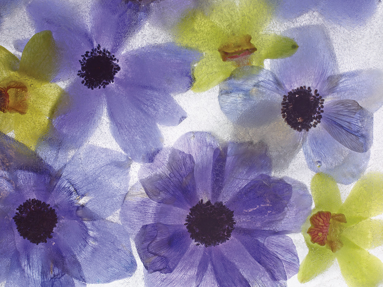 Flores Congeladas # 8 handcrafted art work on canvas or framed canvas prints by Moises Levy