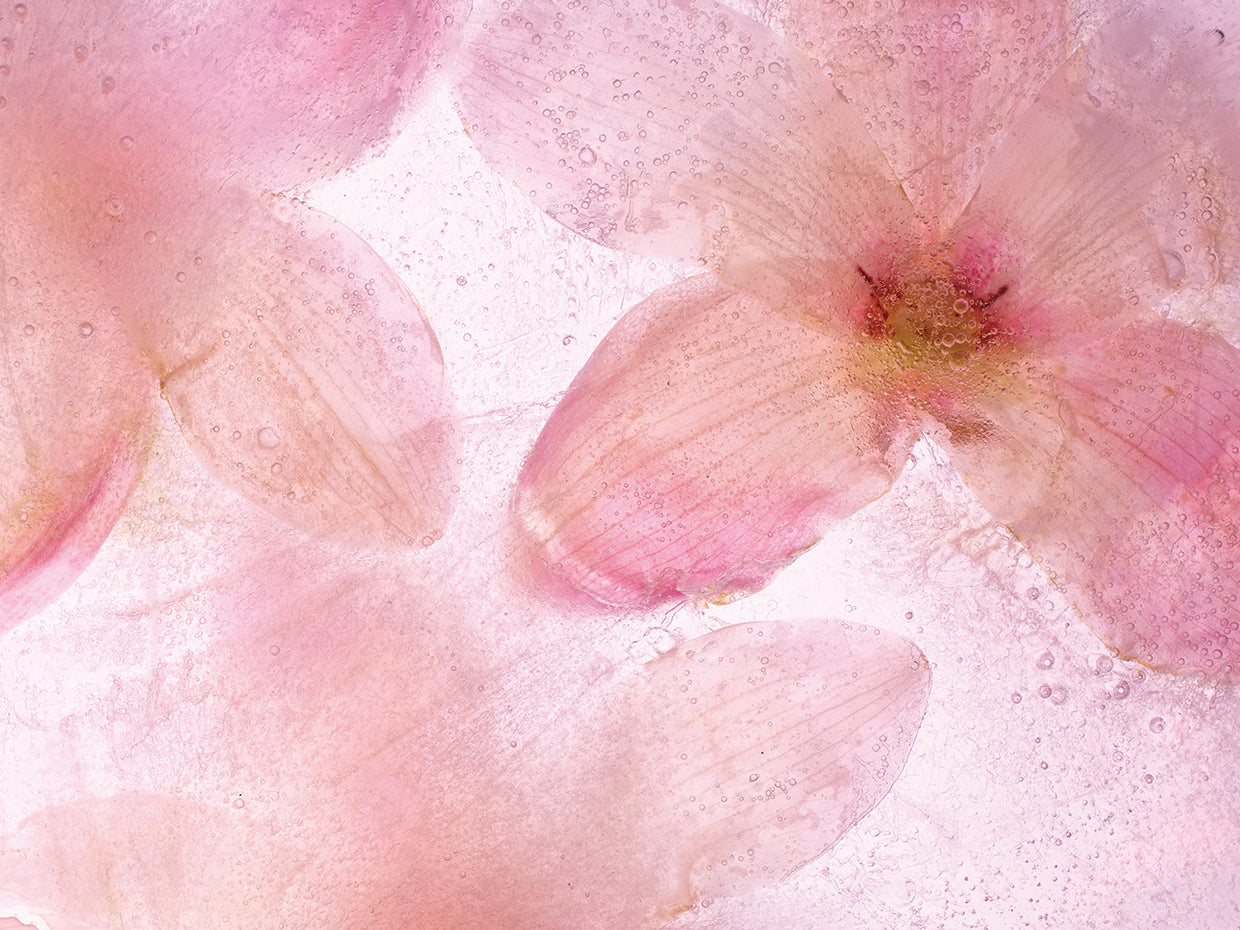 Flores Congeladas # 10 handcrafted art work on canvas or framed canvas prints by Moises Levy
