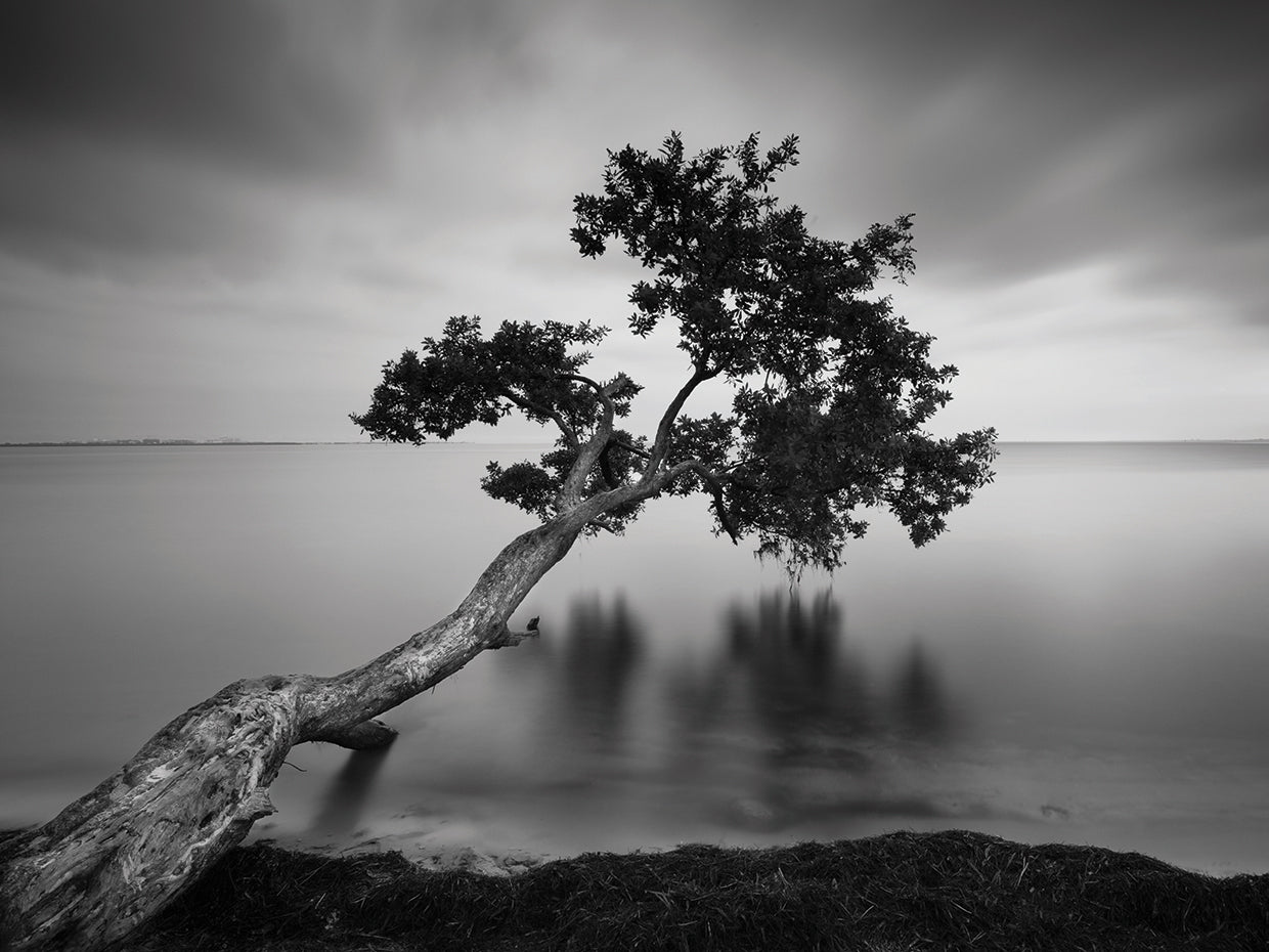 Water Tree 11 BW handcrafted art work on canvas or framed canvas prints by Moises Levy