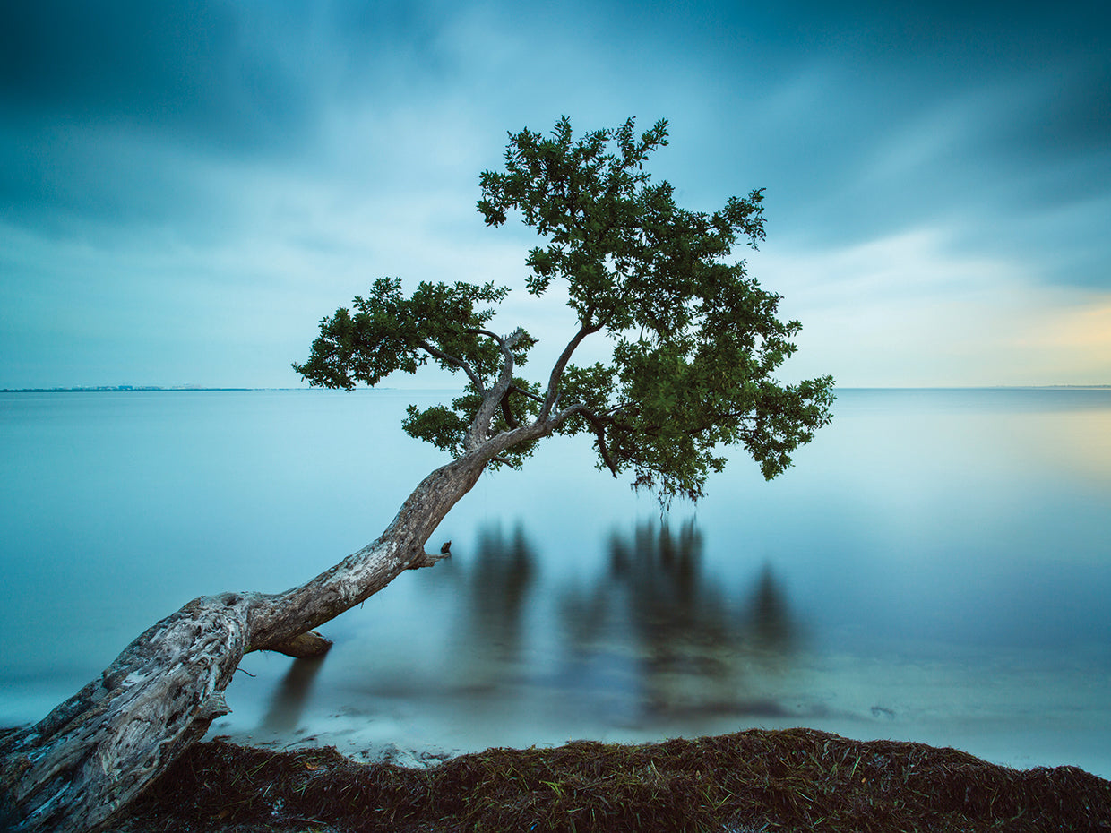 Water Tree 11 Color handcrafted art work on canvas or framed canvas prints by Moises Levy
