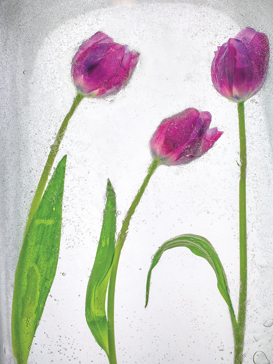 Flores Congeladas # 4 handcrafted art work on canvas or framed canvas prints by Moises Levy
