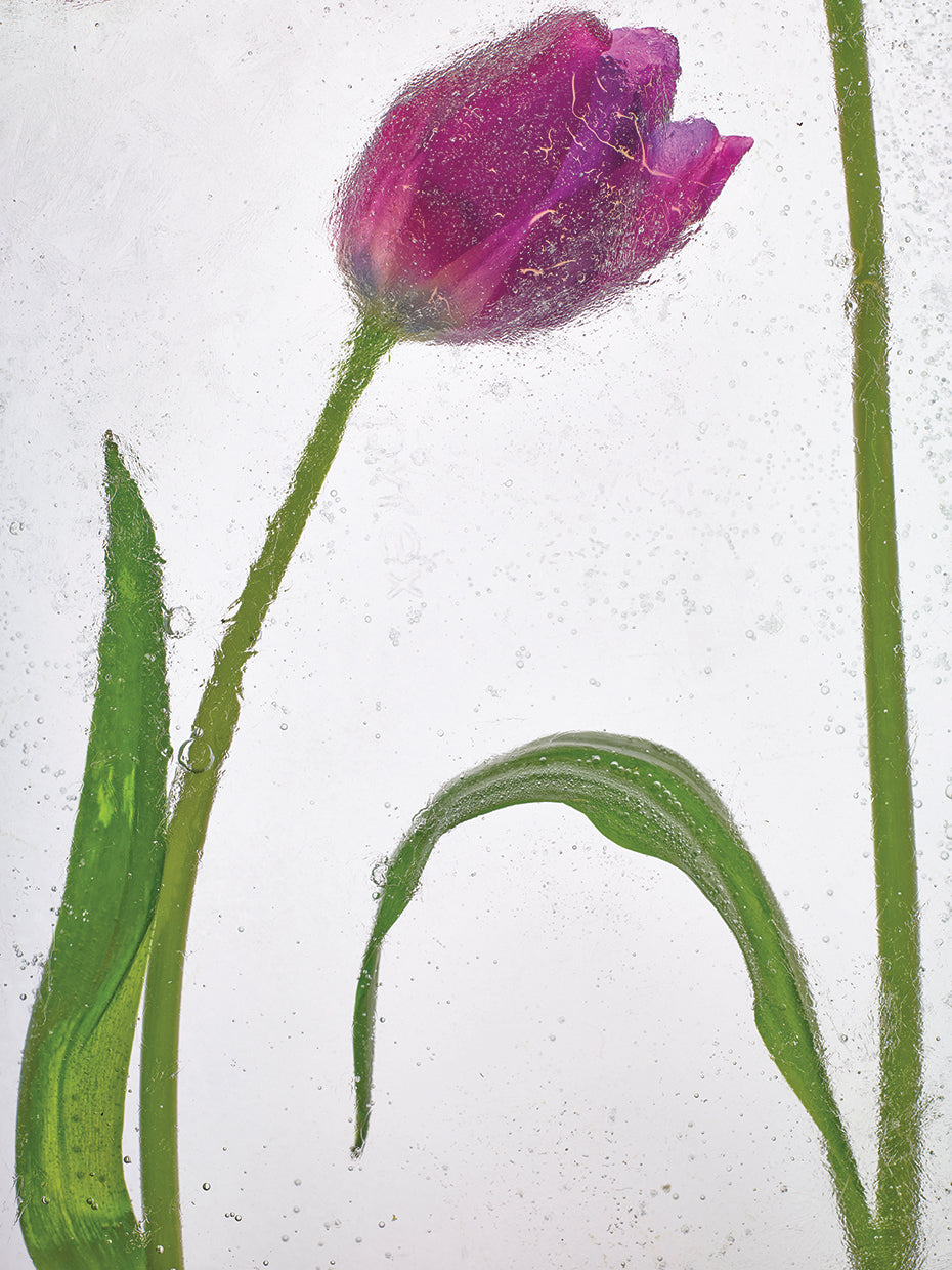 Flores Congeladas # 5 handcrafted art work on canvas or framed canvas prints by Moises Levy