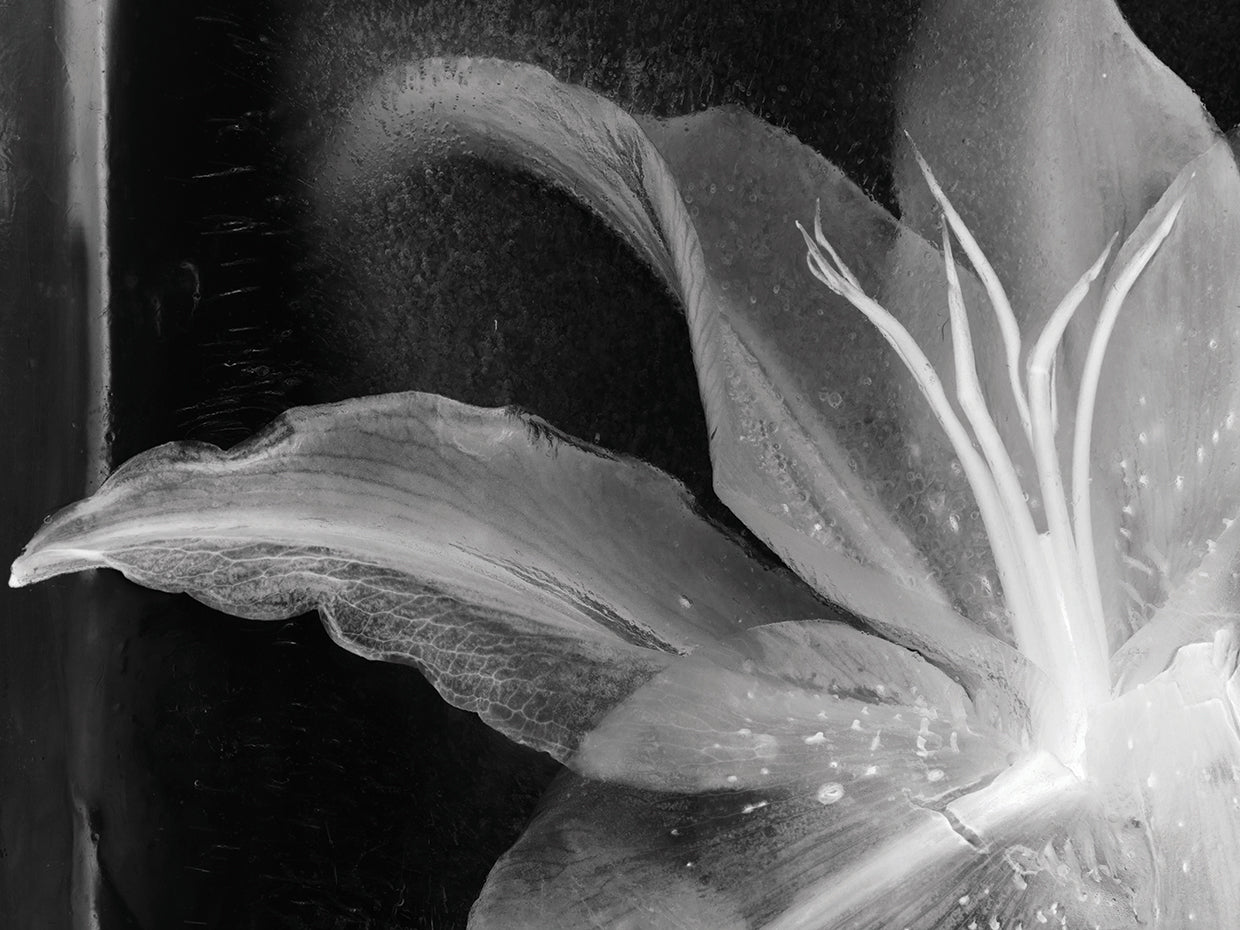 Detalle Flor X handcrafted art work on canvas or framed canvas prints by Moises Levy