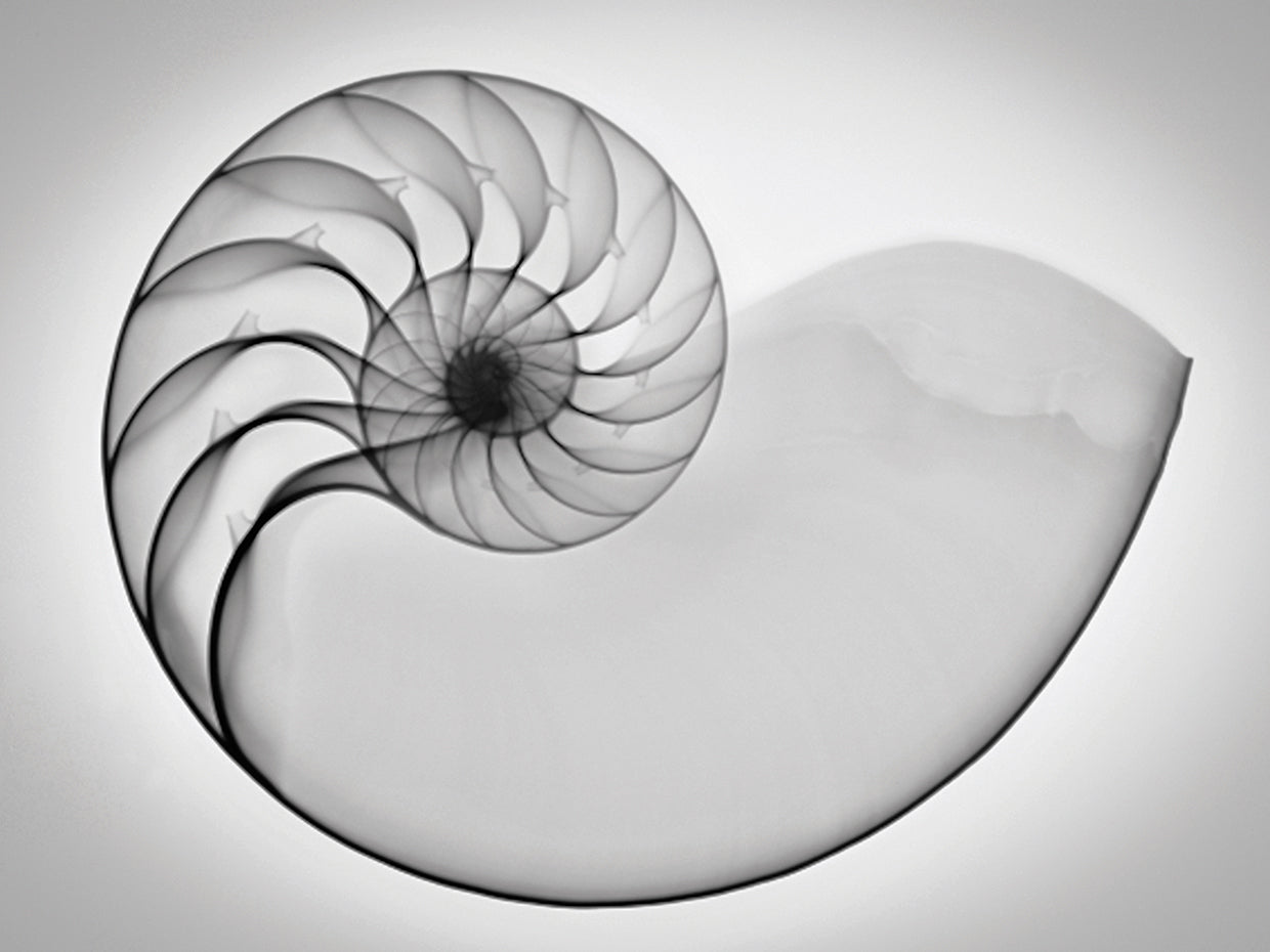 Nautilus Xray I handcrafted art work on canvas or framed canvas prints by Moises Levy