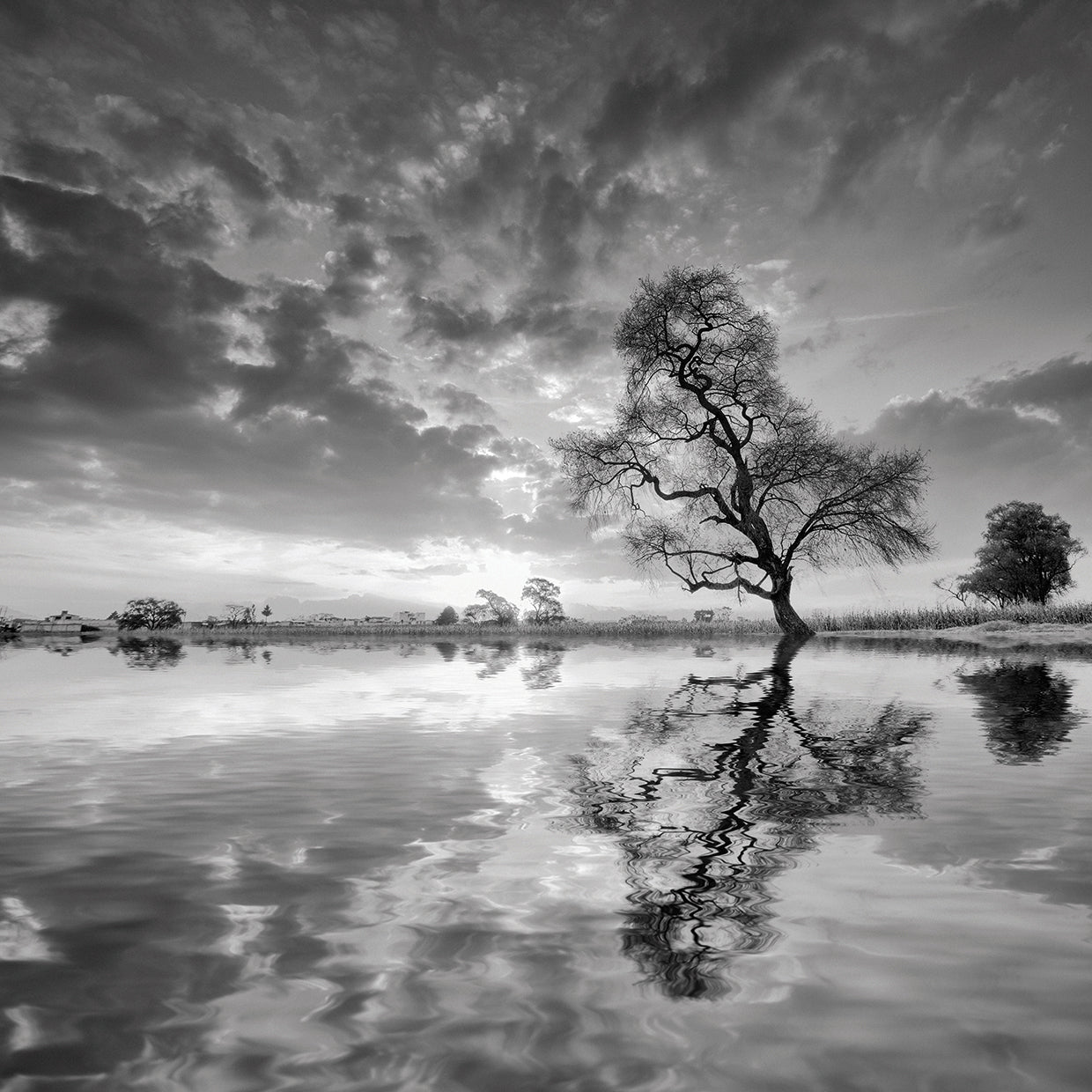 Arbol en Agua 5 B&W handcrafted art work on canvas or framed canvas prints by Moises Levy