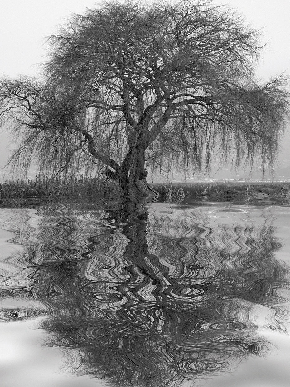 Sauce en Agua 1 handcrafted art work on canvas or framed canvas prints by Moises Levy