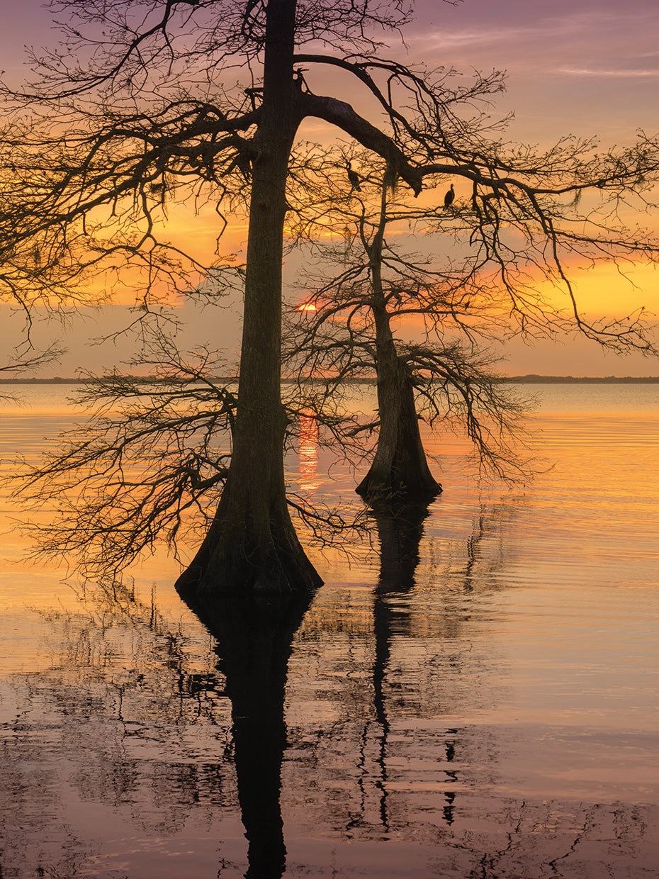 Two Trees on Water handcrafted art work on canvas or framed canvas prints by Moises Levy