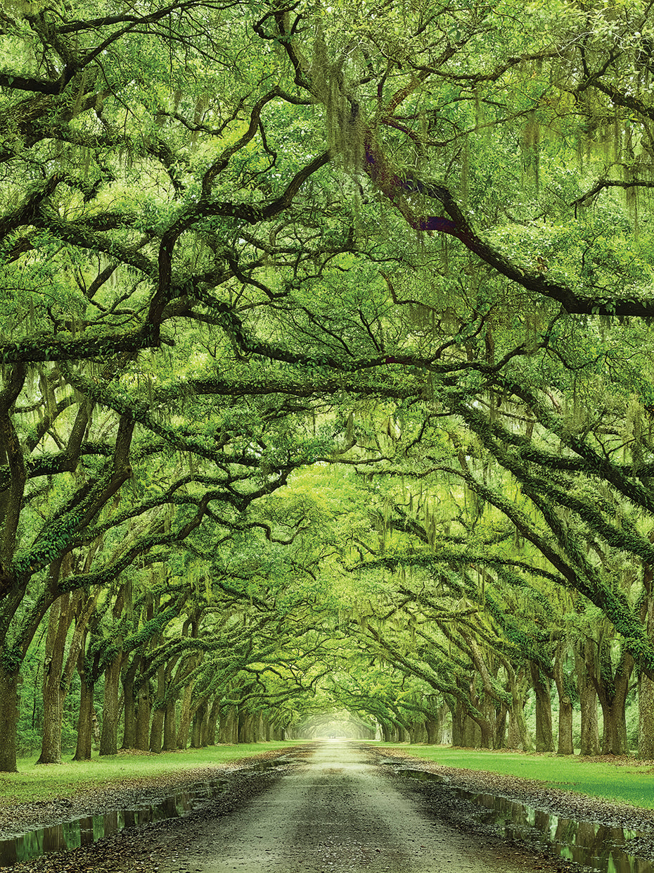 Oaks Avenue 2 handcrafted art work on canvas or framed canvas prints by Moises Levy