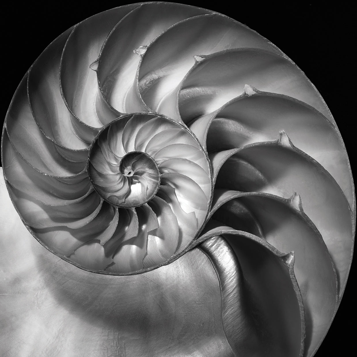Nautilus 2 handcrafted art work on canvas or framed canvas prints by Moises Levy
