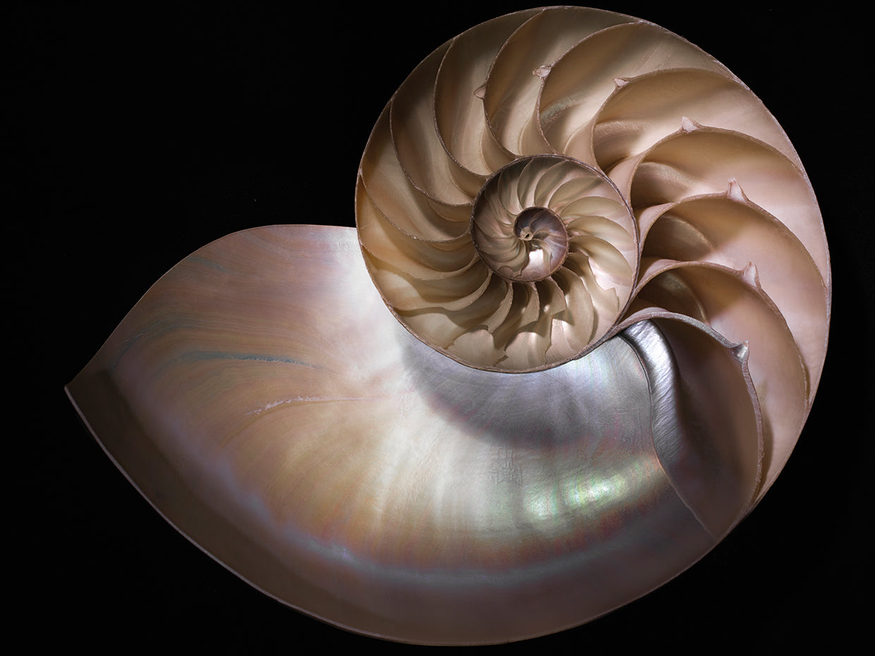Nautilus 3 handcrafted art work on canvas or framed canvas prints by Moises Levy