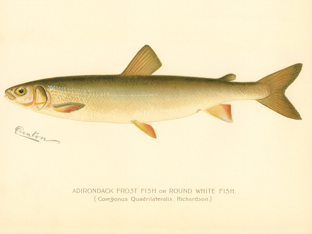 Pescado helado de Adirondack Lienzo