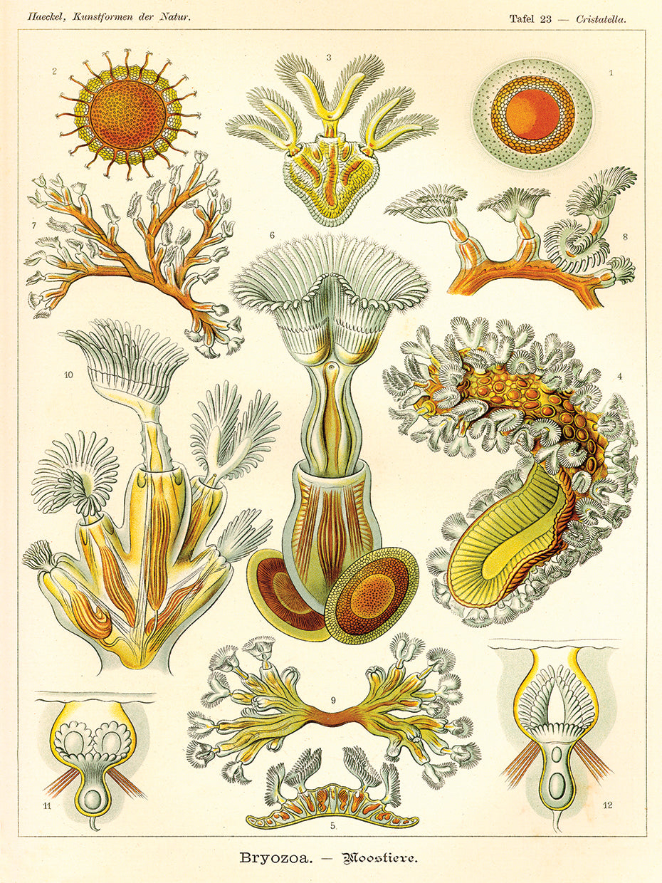 Briozoos - Scheiben-Strahlinge - Heliodiscus Lienzo