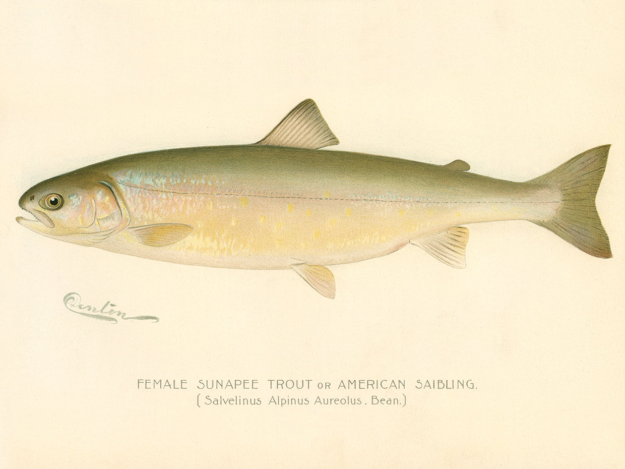 Female Sunapee Trout