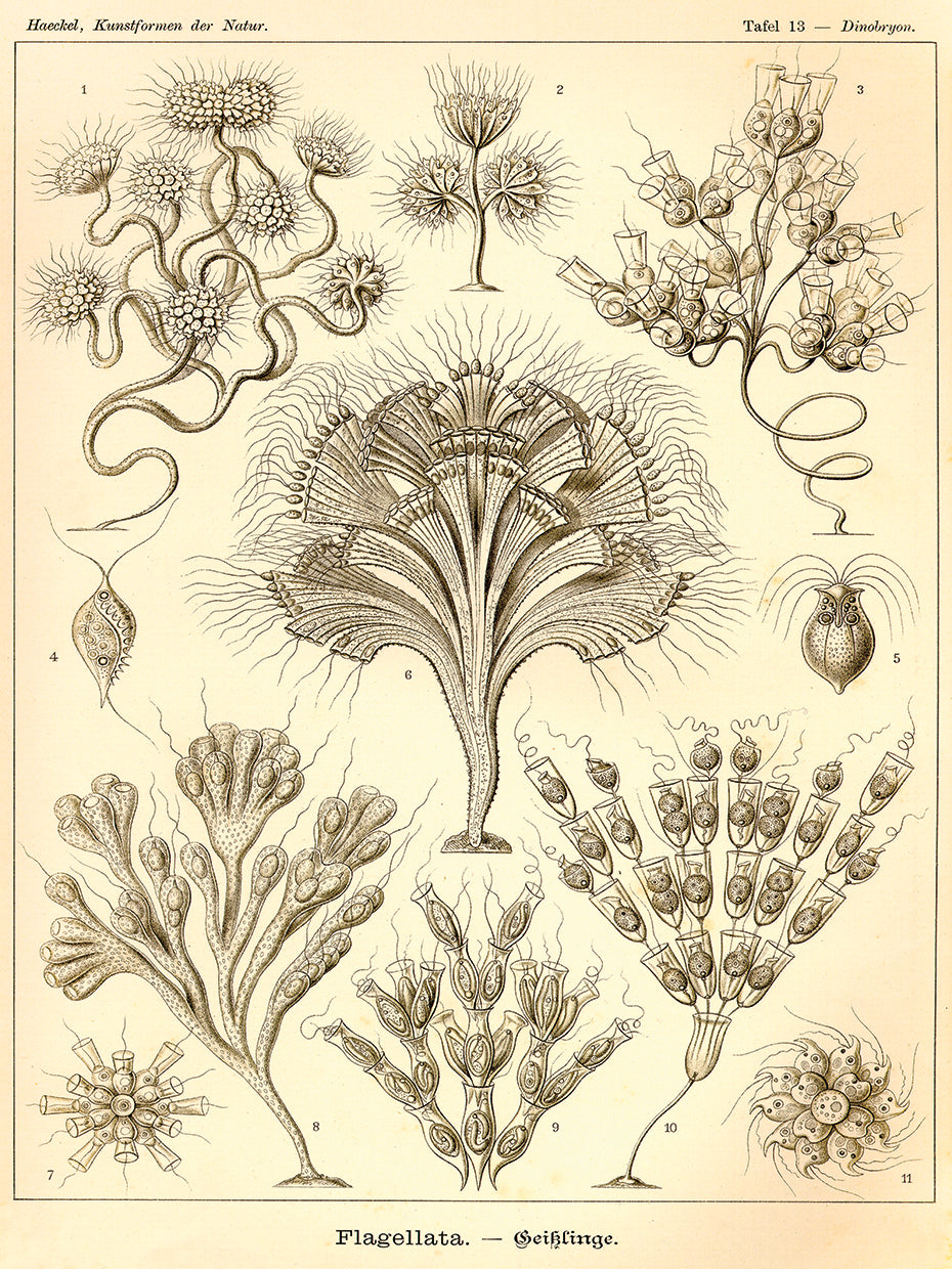 Flagellata - Scheiben-Strahlinge - Heliodiscus Lienzo