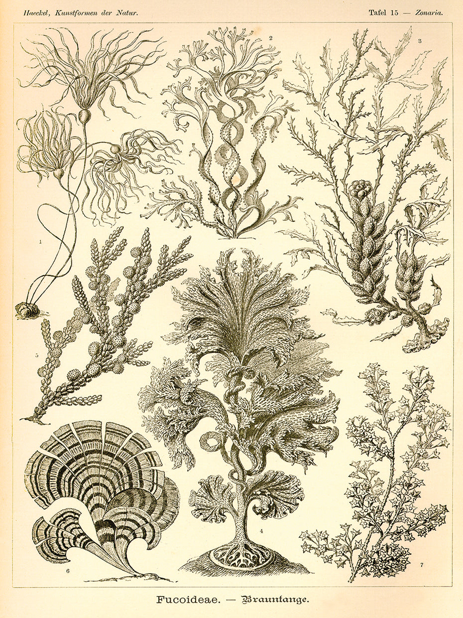 Lienzo Fucoideae - Scheiben-Strahlinge - Heliodiscus