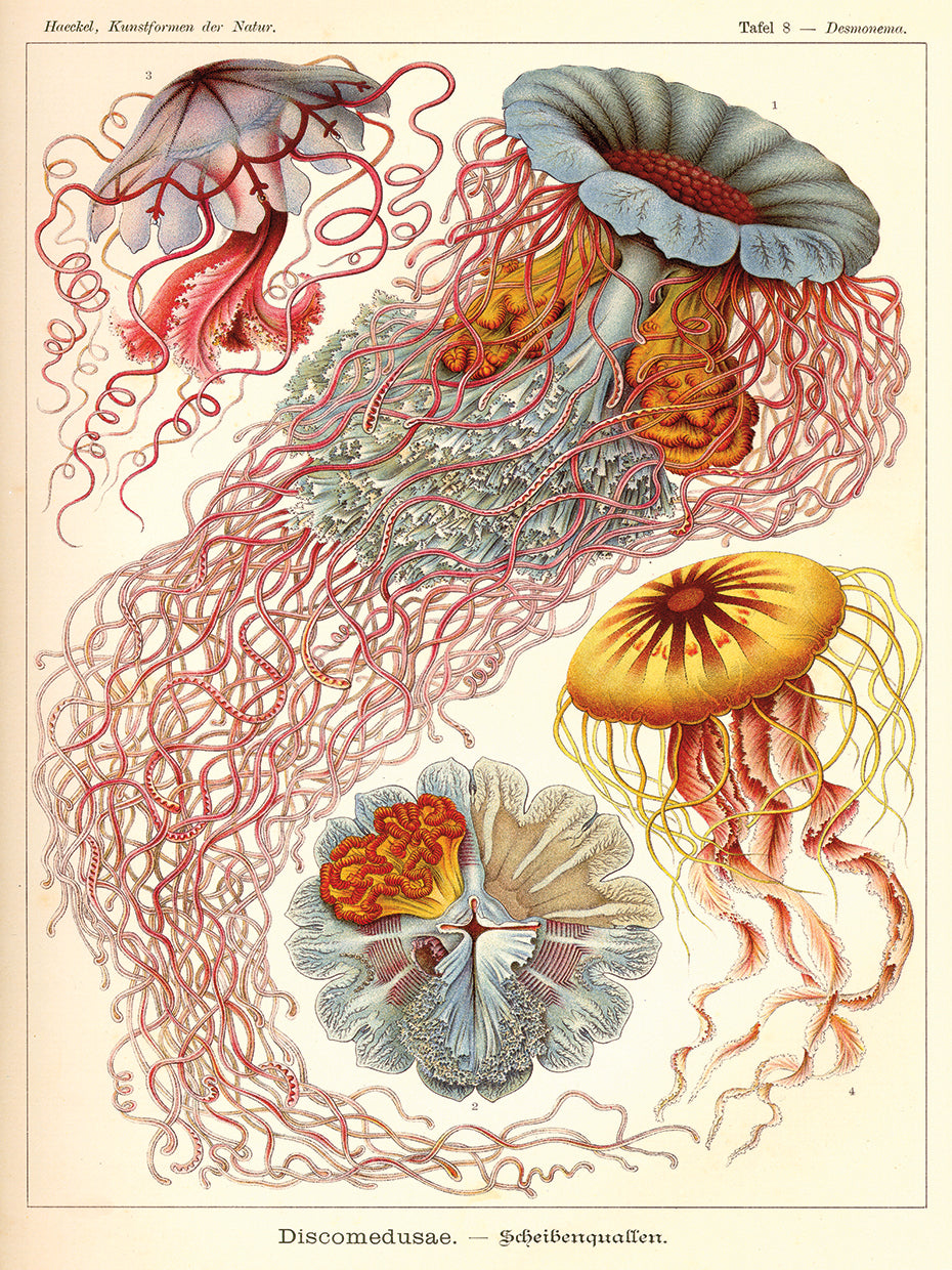 Medusas, Discomedusae Lienzo