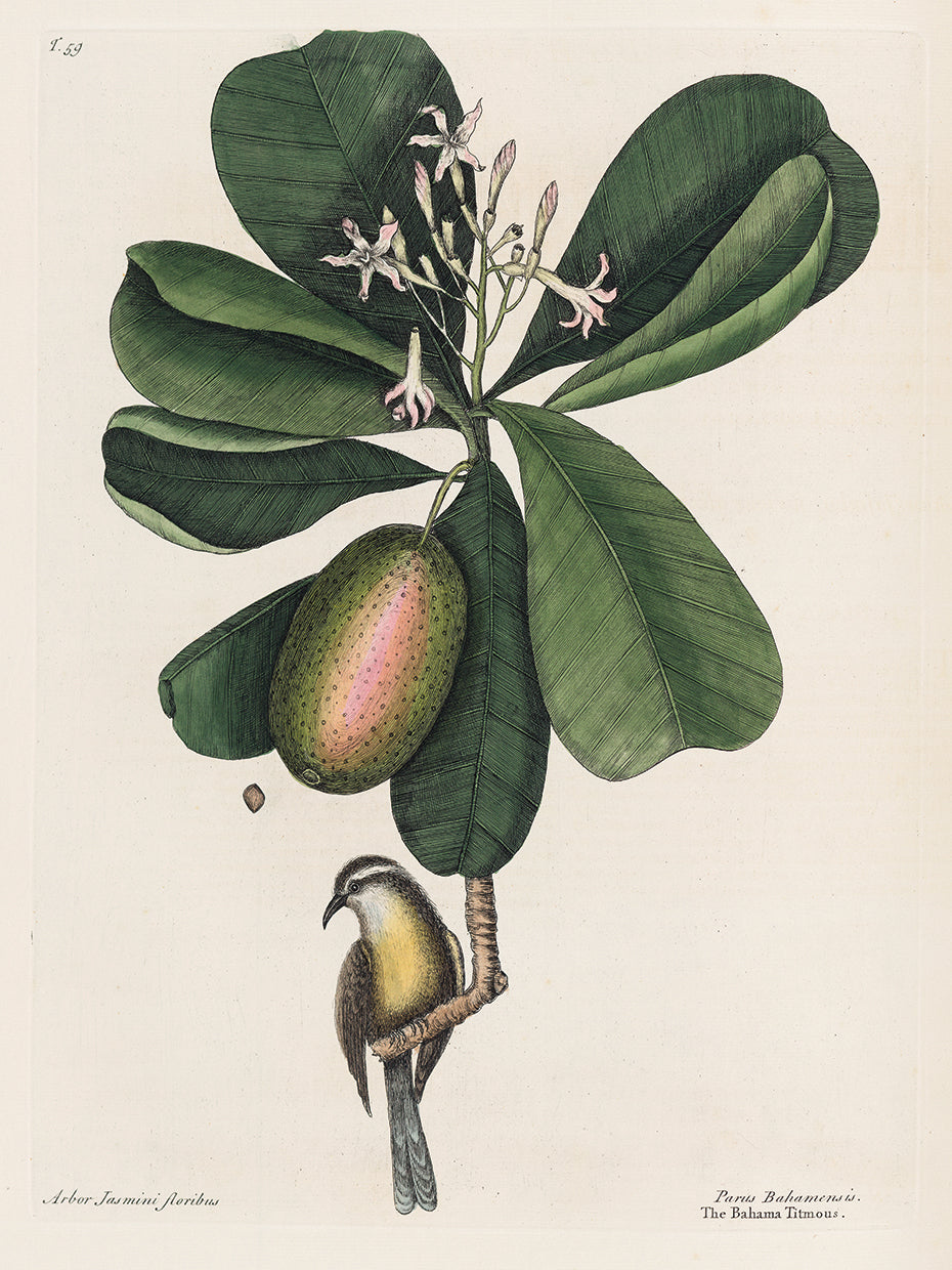 Mark Catesby, naturalista, arte de lienzo de 1720